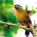 Kinh nghiệm chọn mua và chăm sóc chim Họa Mi chuyên nghiệp (Phần 2)