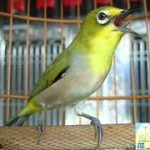 Phòng và chữa bệnh tiêu chảy cho chim vành khuyên