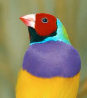 Gouldian Finch – chim Bảy màu