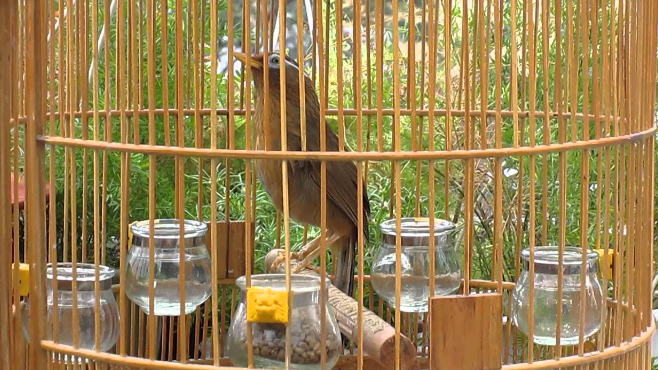 Bí quyết nuôi chim Họa Mi chuyên nghiệp (Phần 2)