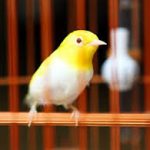 Kỹ thuật nuôi chim vành khuyên