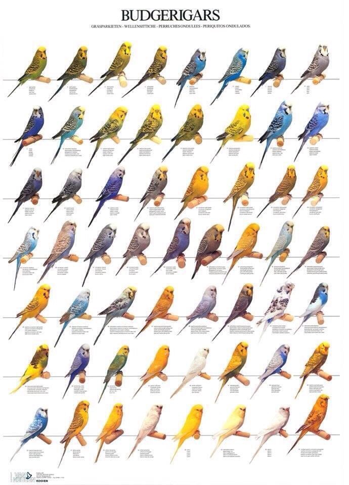 bảng màu sắc đầy đủ của một số loài vẹt phổ biến