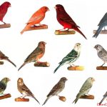 Chim yến hót – một thú chơi tao nhã