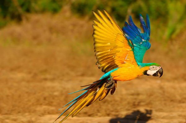 Những giống vẹt được yêu thích nhất Việt Nam