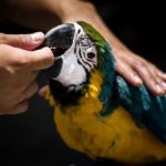 Phòng và chữa bệnh cho chim cảnh