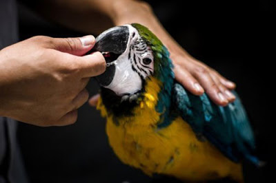 Phòng và chữa bệnh cho chim cảnh