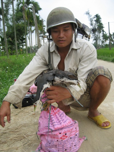 Tàn sát chim trời bằng máy nhử chim của Trung Quốc