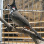 Một số bệnh hay gặp ở chim Chào mào – Phòng và chữa trị