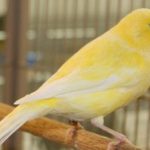 Kỹ thuật nuôi và chăm sóc chim Yến hót hay nhất