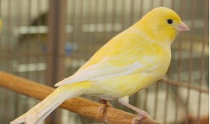 Kỹ thuật nuôi và chăm sóc chim Yến hót hay nhất