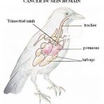 Bệnh khàn giọng và bệnh vảy mỏ của chim Họa Mi