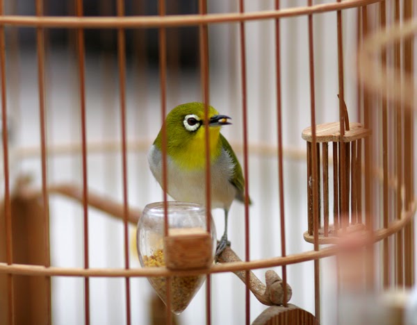 Cách làm cám cho chim vành khuyên ( chim khoen )