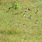 Cu gáy vằn (Geopelia striata): Loài chim ngoại lai trong hoang dã ở Việt Nam