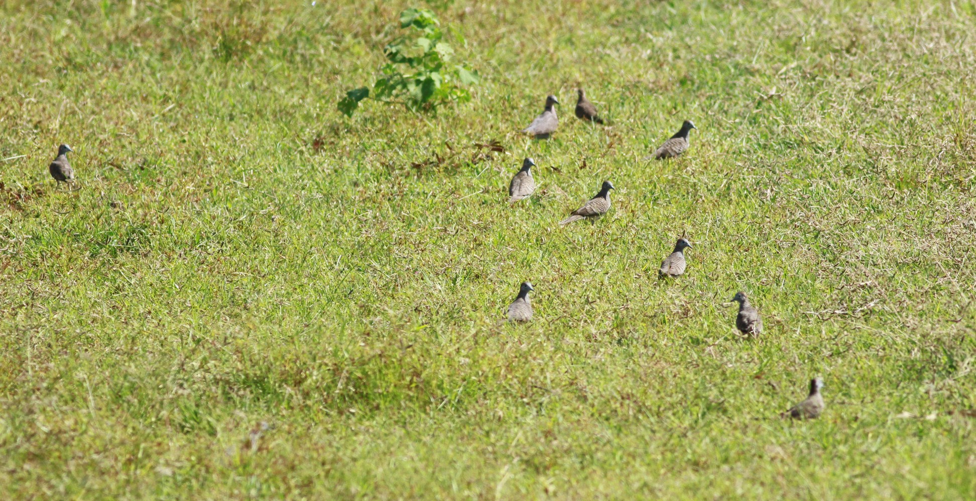 Cu gáy vằn (Geopelia striata): Loài chim ngoại lai trong hoang dã ở Việt Nam