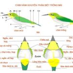 Cách phân biệt chim vành khuyên trống và mái