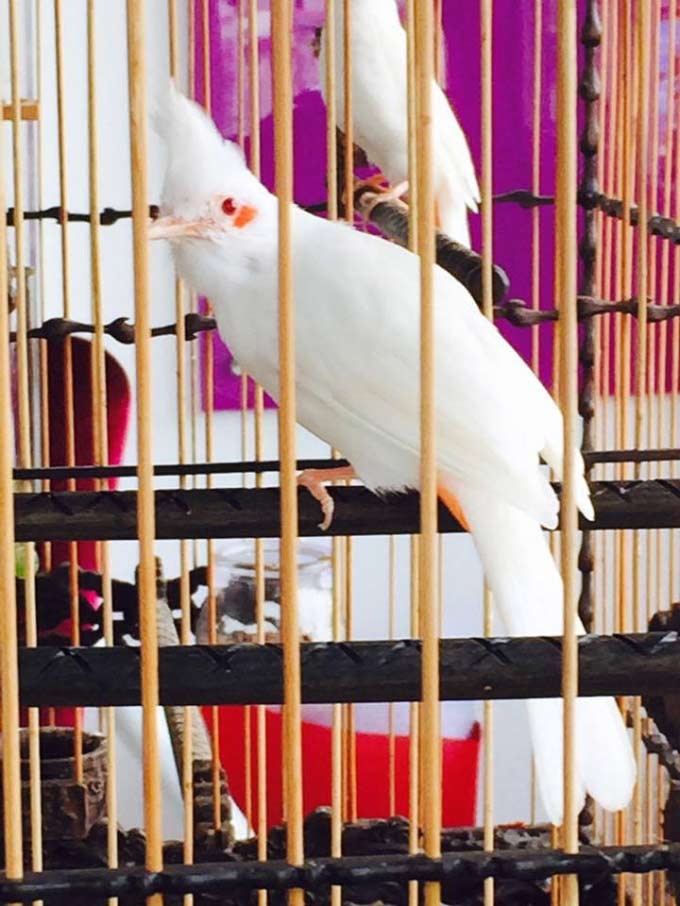 Chiêm ngưỡng những chú chim chào mào được bán với giá TRĂM TRIỆU