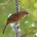 Những loài chim cảnh đẹp mà bạn nên nuôi ở Việt Nam