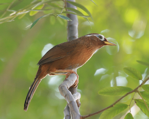 Những loài chim cảnh đẹp mà bạn nên nuôi ở Việt Nam
