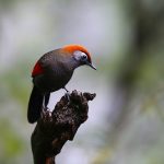 Sỏi và hệ tiêu hóa của chim cảnh