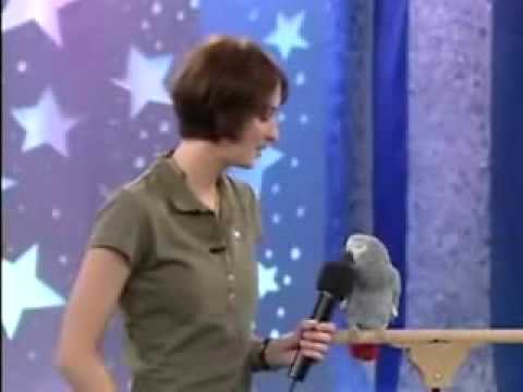 Bình Loạn về Congo African Grey & Timneh African Grey