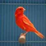 Kỹ thuật nuôi và chăm sóc chim Yến hót