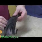 Cách cắt cánh vẹt và các dòng chim