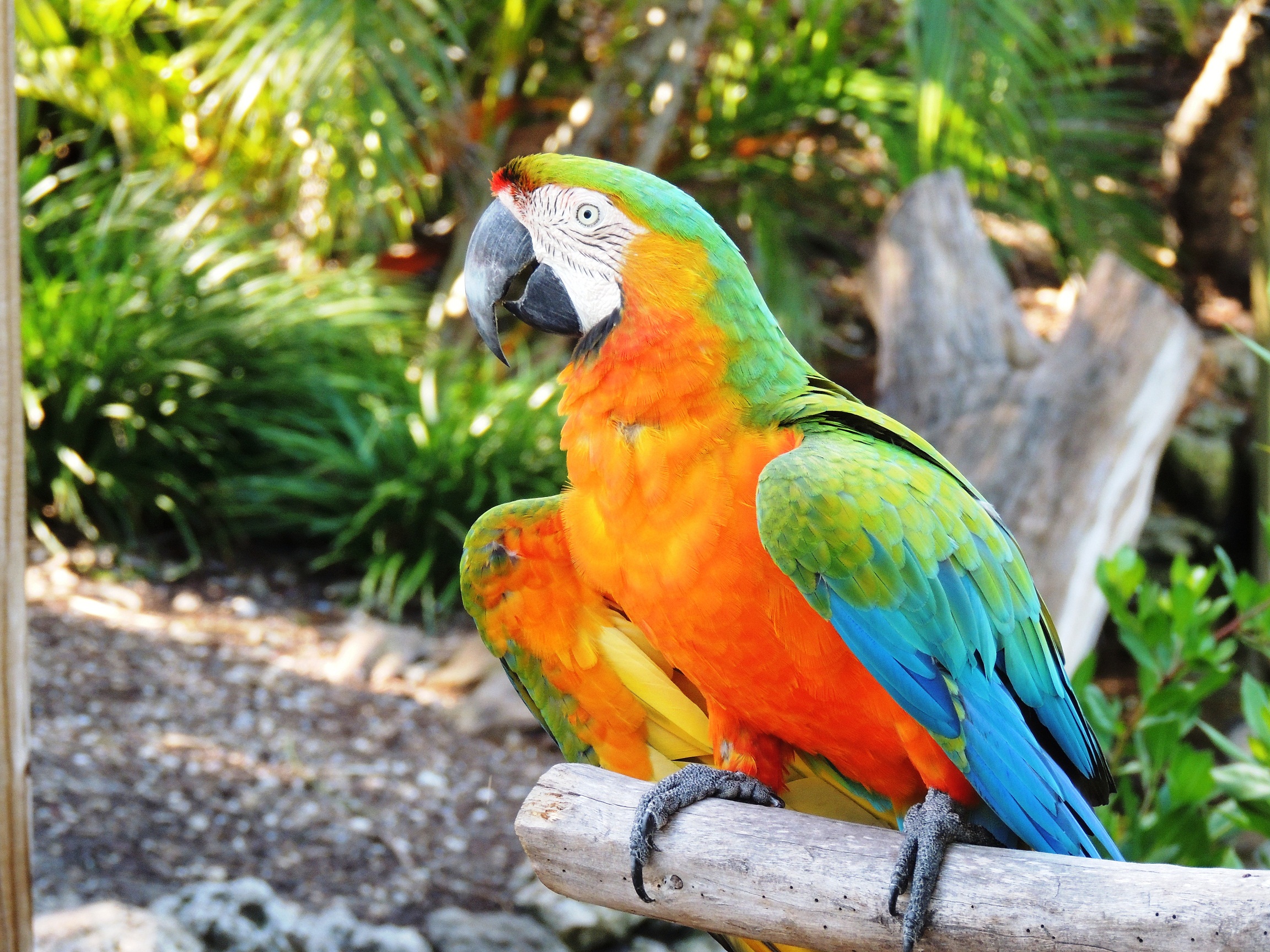 Harlequin Macaws