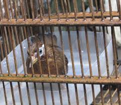 Nghệ thuật chăm sóc chim Họa Mi hót hay (Phần 2)