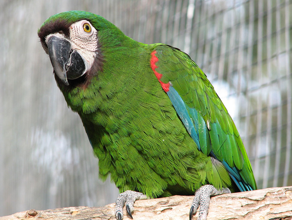 CHESTNUT FRONTED MACAW
