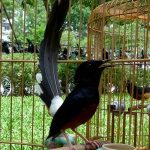Tổng quan về loài chim Chích Chòe Lửa