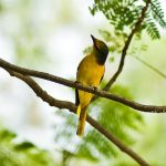 Tổng hợp những loài chim cảnh dễ nuôi nhất tại Việt Nam