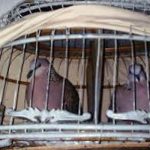 Kỹ thuật nuôi chim cu gáy sinh sản
