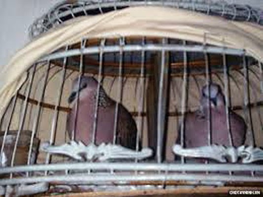 Kỹ thuật nuôi chim cu gáy sinh sản