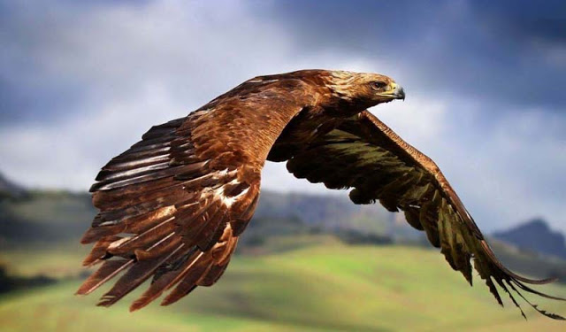 Điều kiện để nuôi chim săn mồi – Đại bàng, ưng
