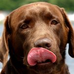Labrador Retriever dog đánh giá
