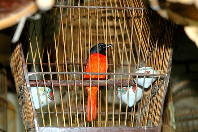 Kỹ thuật chăm sóc chim Hồng Tước