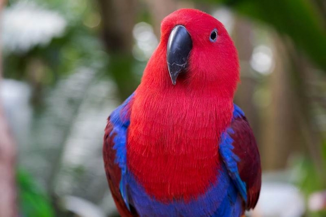 Top 6 Loài chim cảnh biết nói thông minh nhất thế giới