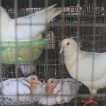 Kỹ thuật nuôi bồ câu Pháp sinh sản