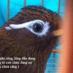 Những tật lỗi thường gặp ở chim Họa Mi
