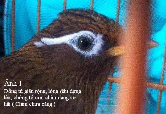 Những tật lỗi thường gặp ở chim Họa Mi