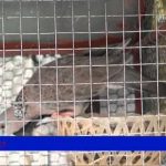 Mô hình nuôi chim Cu Gáy đẻ thành công tại Hà Nam
