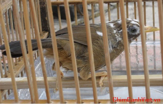 Kinh nghiệm chọn mua và chăm sóc chim Họa Mi chuyên nghiệp (Phần 3)