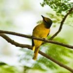 Các loại chim cảnh đẹp ở Việt nam được yêu thích nhất