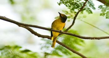 Các loại chim cảnh đẹp ở Việt nam được yêu thích nhất