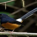Danh sách những loài chim cảnh dễ nuôi tại Việt Nam