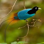 Top 15 loài chim đẹp nhất thế giới