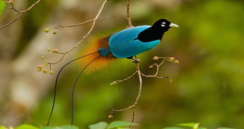 Top 15 loài chim đẹp nhất thế giới