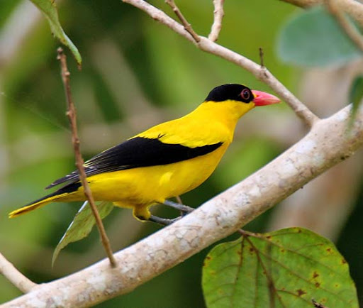 Những giống chim vàng anh được ưa chuộng tại Việt Nam