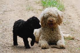 Ten Ways to Help Your Poodle if Disaster Strikes