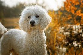 Ten (or So) Great Sets of Poodle Resources